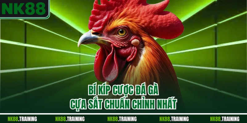 Bí kíp cược đá gà cựa sắt chuẩn chỉnh nhất